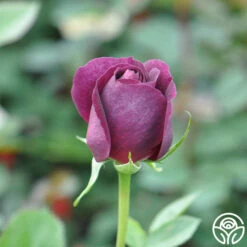 Twilight Zone -FloraFinesse Shop twilight zone 18