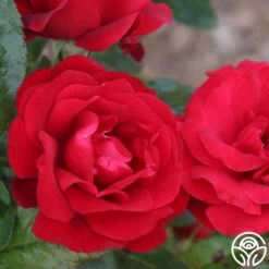 Velvet Abundance™ 8 Velvet Abundance™ -FloraFinesse Shop velvet abundence logo 03