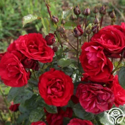 Velvet Abundance™ 11 Velvet Abundance™ -FloraFinesse Shop velvet abundence logo 06