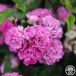 Vineyard Song -FloraFinesse Shop vineyard song 5