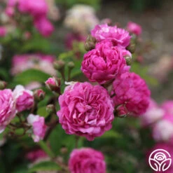 Vineyard Song -FloraFinesse Shop vineyard song 6