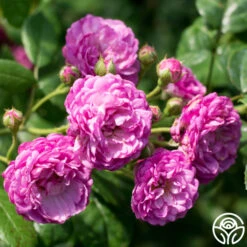 Vineyard Song -FloraFinesse Shop vineyard song 8