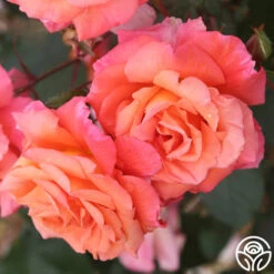 Voodoo™ -FloraFinesse Shop voodoo 4 8