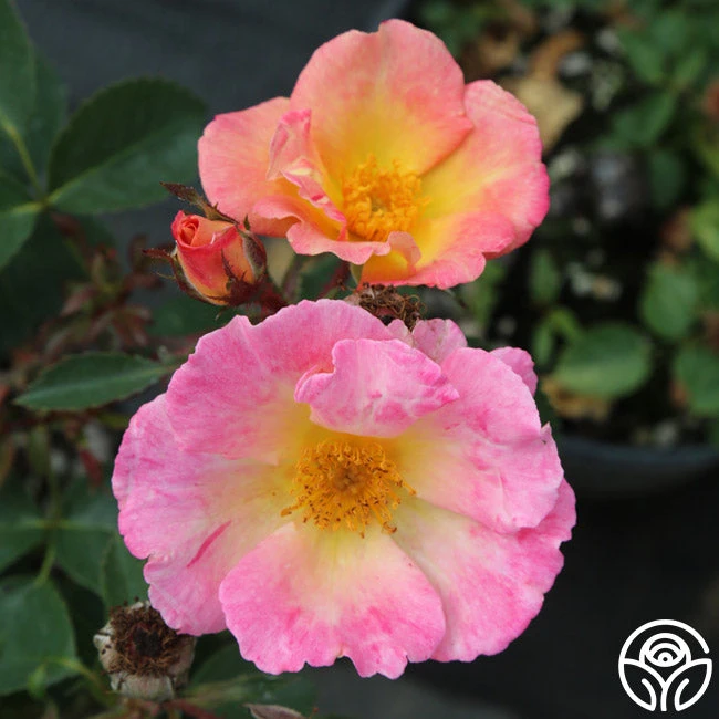 Watercolors Home Run® 3 Watercolors Home Run® - Image 3