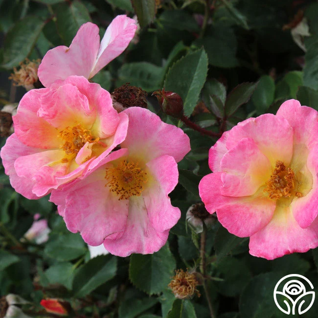 Watercolors Home Run® 4 Watercolors Home Run® - Image 4