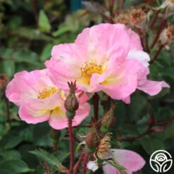 Watercolors Home Run® 11 Watercolors Home Run® -FloraFinesse Shop watercolor homerun 3