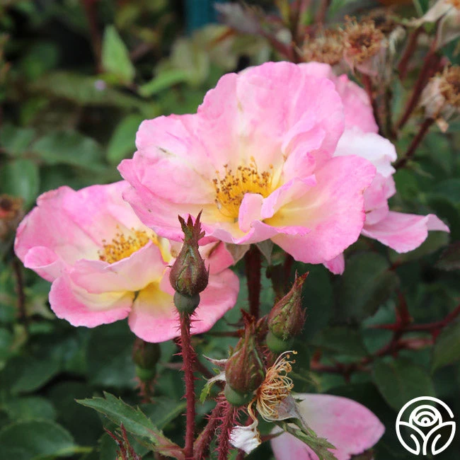 Watercolors Home Run® 5 Watercolors Home Run® - Image 5