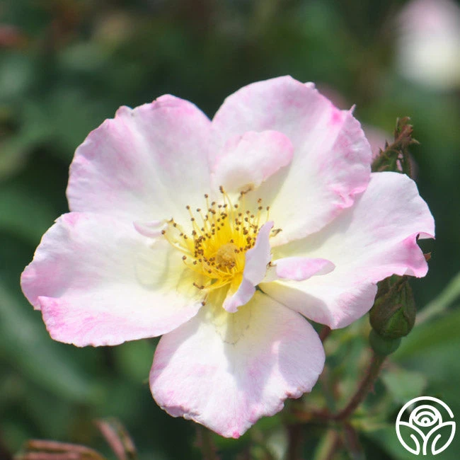 Watercolors Home Run® 6 Watercolors Home Run® - Image 6