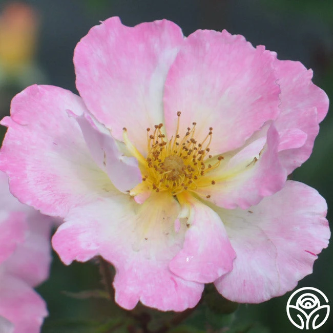 Watercolors Home Run® 7 Watercolors Home Run® - Image 7