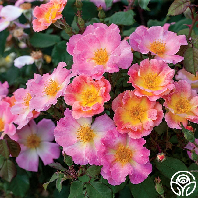 Watercolors Home Run® 1 Watercolors Home Run®