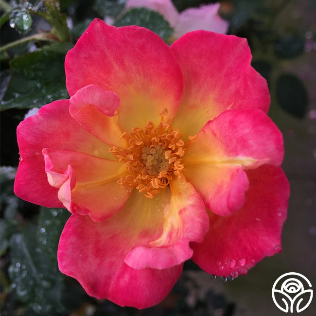 Watercolors Home Run® 2 Watercolors Home Run® - Image 2