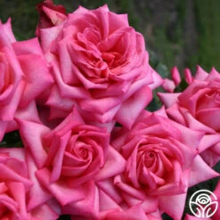 Eleganza® Wedding Bells™ -FloraFinesse Shop wedding bells 3 2