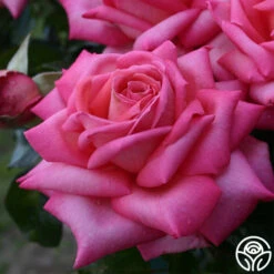 Eleganza® Wedding Bells™ -FloraFinesse Shop wedding bells 5