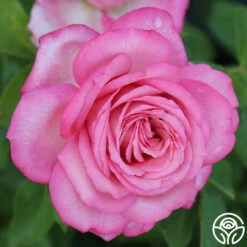 Eleganza® Wedding Bells™ -FloraFinesse Shop wedding bells 6