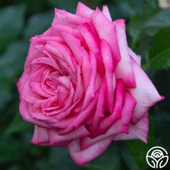 Eleganza® Wedding Bells™ -FloraFinesse Shop wedding bells 7