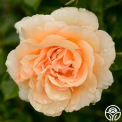 Welsh Gold™ 17 Welsh Gold™ -FloraFinesse Shop welsh gold logo 04