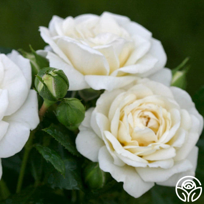 White Diamond® 2 White Diamond® - Image 2