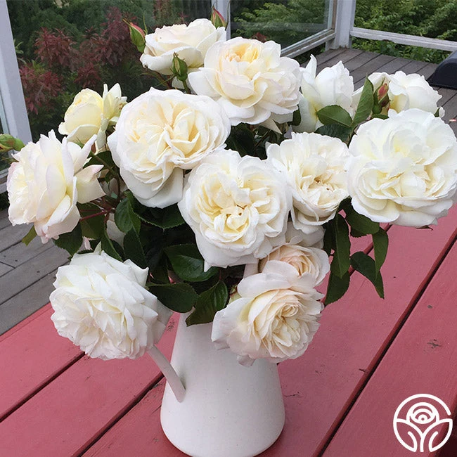 White Gold 1 White Gold