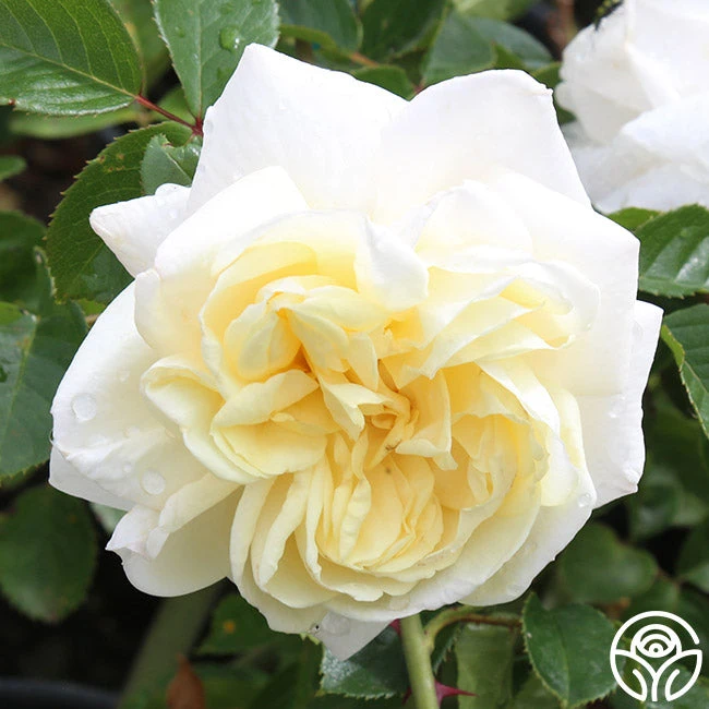 White Gold 3 White Gold - Image 3