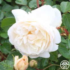 White Gold 16 White Gold -FloraFinesse Shop white gold 4