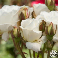 White Lightnin' -FloraFinesse Shop white lightnin 1 8