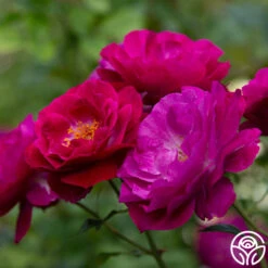 Wild Blue Yonder -FloraFinesse Shop wild blue yonder 2 8