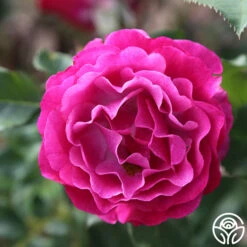 Wild Blue Yonder -FloraFinesse Shop wild blue yonder 4 8