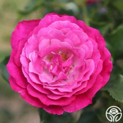 Wild Blue Yonder -FloraFinesse Shop wild blue yonder 6 8