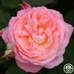 Windsor Castle Wedding™