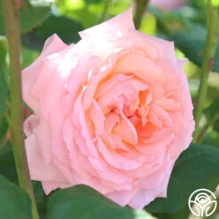 Windsor Castle Wedding™ -FloraFinesse Shop windsor castle wedding 3 1 1