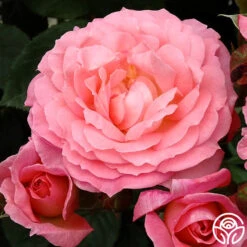 Windsor Castle Wedding™ -FloraFinesse Shop windsor castle wedding 4 2