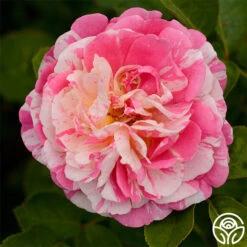 Wonderstripe™ -FloraFinesse Shop wonderstripe 3 1 1