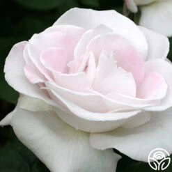 World War II Memorial Rose™ 5 World War II Memorial Rose™ -FloraFinesse Shop world war ii memorial rose 1 4