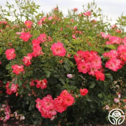 Yabba Dabba Doo -FloraFinesse Shop yabba dabba doo 11