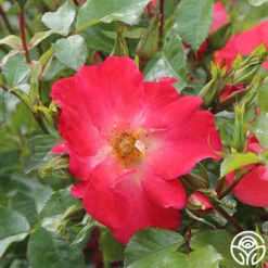 Yabba Dabba Doo -FloraFinesse Shop yabba dabba doo 13